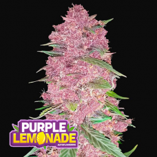 Purple Lemonade Auto - FastBuds